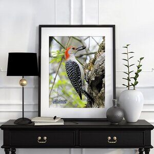 8x10‎ Red-Bellied Woodpecker Bird Photography Oil Print